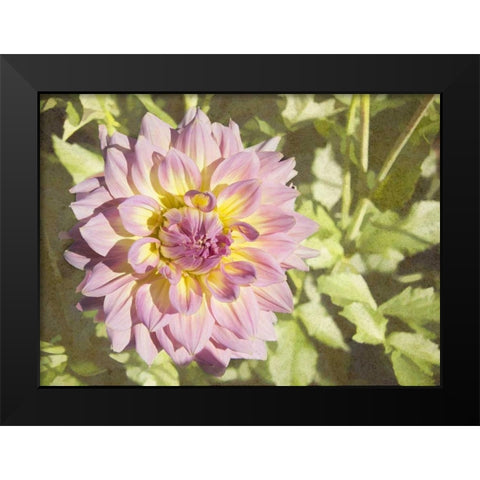 Garden Dahlias II Black Modern Wood Framed Art Print by Johnson, George