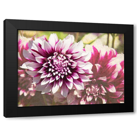 Garden Dahlias III Black Modern Wood Framed Art Print with Double Matting by Johnson, George