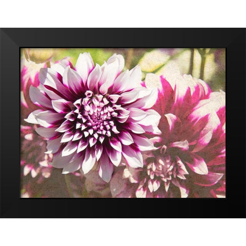 Garden Dahlias III Black Modern Wood Framed Art Print by Johnson, George