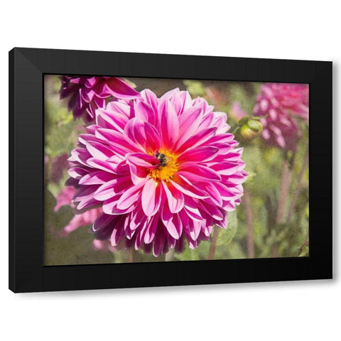 Garden Dahlias IV Black Modern Wood Framed Art Print by Johnson, George