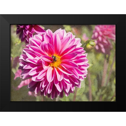 Garden Dahlias IV Black Modern Wood Framed Art Print by Johnson, George