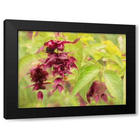 Red Berries and Green Leaves Black Modern Wood Framed Art Print with Double Matting by Johnson, George