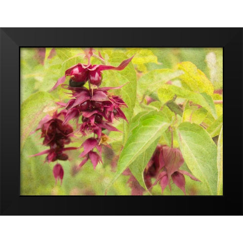 Red Berries and Green Leaves Black Modern Wood Framed Art Print by Johnson, George