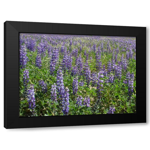 Field of Lupens Black Modern Wood Framed Art Print by Johnson, George