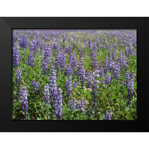 Field of Lupens Black Modern Wood Framed Art Print by Johnson, George