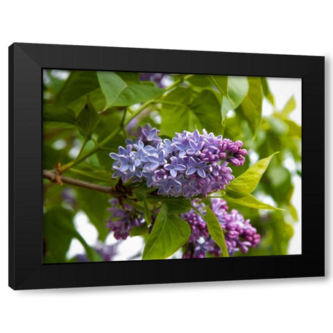 Karens Lilac Black Modern Wood Framed Art Print by Johnson, George
