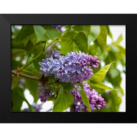 Karens Lilac Black Modern Wood Framed Art Print by Johnson, George
