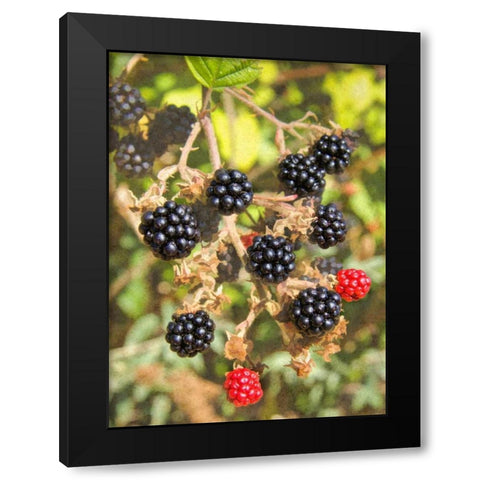 Geroges Wild Berries Black Modern Wood Framed Art Print with Double Matting by Johnson, George