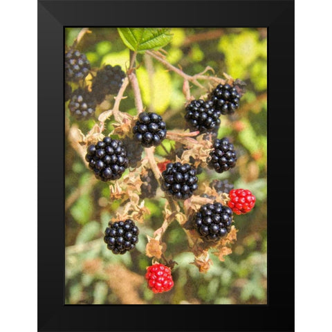 Geroges Wild Berries Black Modern Wood Framed Art Print by Johnson, George