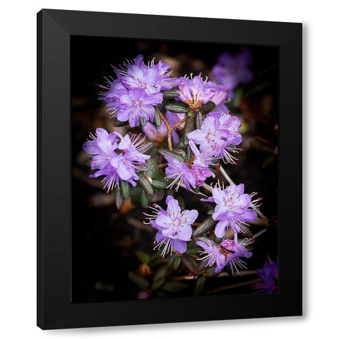 Small Purple Rhododendron Black Modern Wood Framed Art Print by Johnson, George