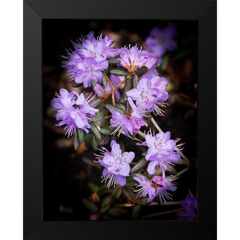 Small Purple Rhododendron Black Modern Wood Framed Art Print by Johnson, George
