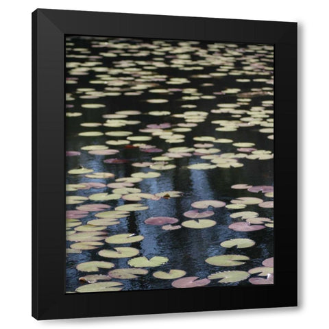 Lily Pond I Black Modern Wood Framed Art Print with Double Matting by Larson, Scott