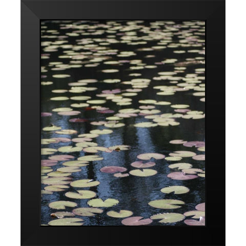 Lily Pond I Black Modern Wood Framed Art Print by Larson, Scott
