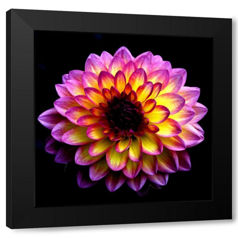 Dahlia Black Modern Wood Framed Art Print with Double Matting by Leahy, Ike
