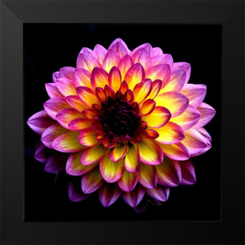 Dahlia Black Modern Wood Framed Art Print by Leahy, Ike