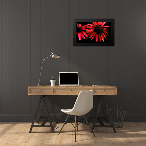 Red Echinacea Black Modern Wood Framed Art Print by Leahy, Ike