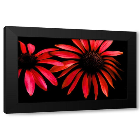 Red Echinacea Black Modern Wood Framed Art Print by Leahy, Ike