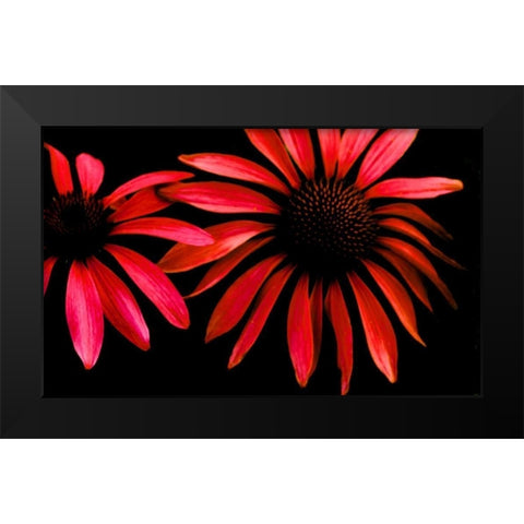 Red Echinacea Black Modern Wood Framed Art Print by Leahy, Ike