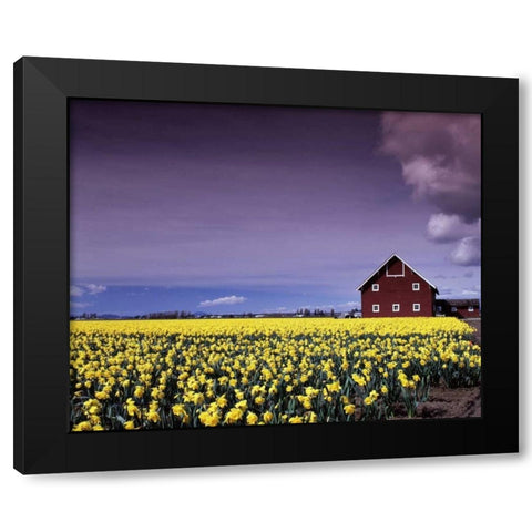 Barn in Daffodils Black Modern Wood Framed Art Print by Leahy, Ike