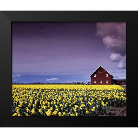 Barn in Daffodils Black Modern Wood Framed Art Print by Leahy, Ike
