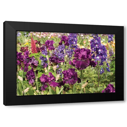 Purple Garden II Black Modern Wood Framed Art Print by Love, Maureen