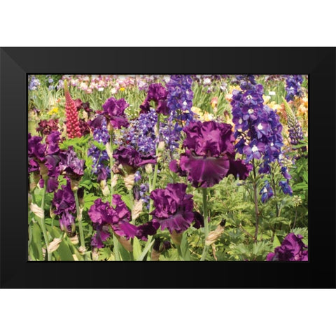 Purple Garden II Black Modern Wood Framed Art Print by Love, Maureen