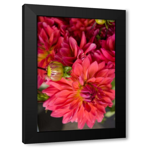 Fuschia Dalhia II Black Modern Wood Framed Art Print by Love, Maureen