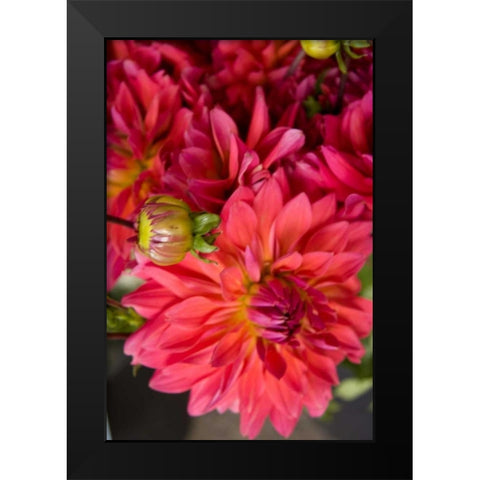 Fuschia Dalhia II Black Modern Wood Framed Art Print by Love, Maureen