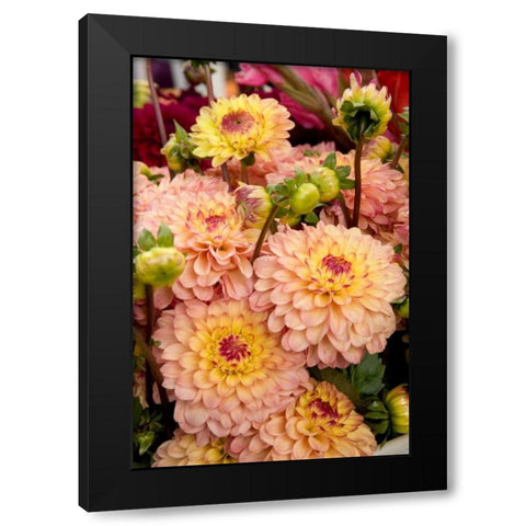 Mauve Dalhia I Black Modern Wood Framed Art Print by Love, Maureen