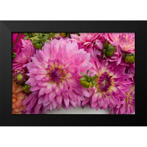 Purple Dalhia I Black Modern Wood Framed Art Print by Love, Maureen