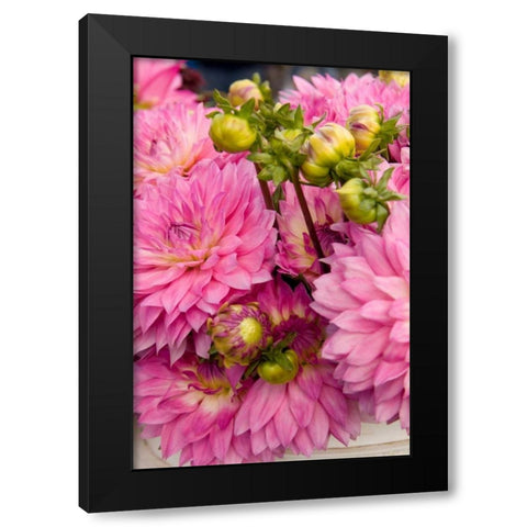 Pink Dalhia I Black Modern Wood Framed Art Print by Love, Maureen