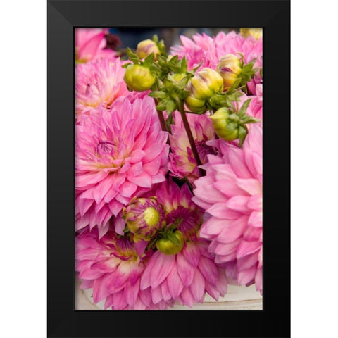 Pink Dalhia I Black Modern Wood Framed Art Print by Love, Maureen