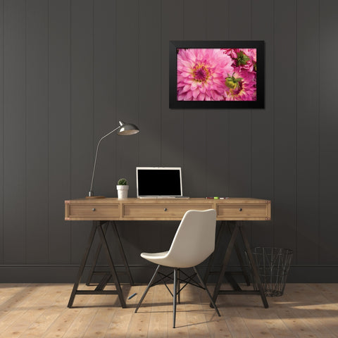Pink Dalhia II Black Modern Wood Framed Art Print by Love, Maureen