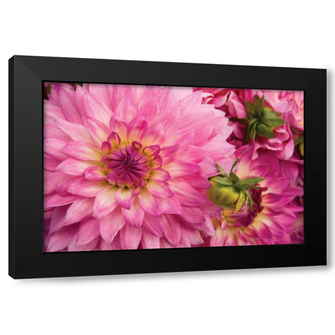 Pink Dalhia II Black Modern Wood Framed Art Print by Love, Maureen