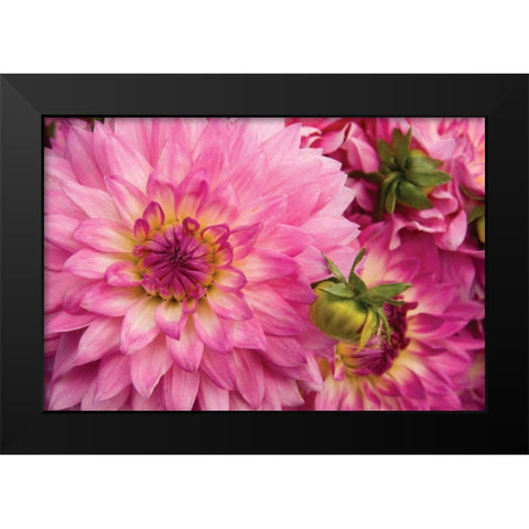Pink Dalhia II Black Modern Wood Framed Art Print by Love, Maureen