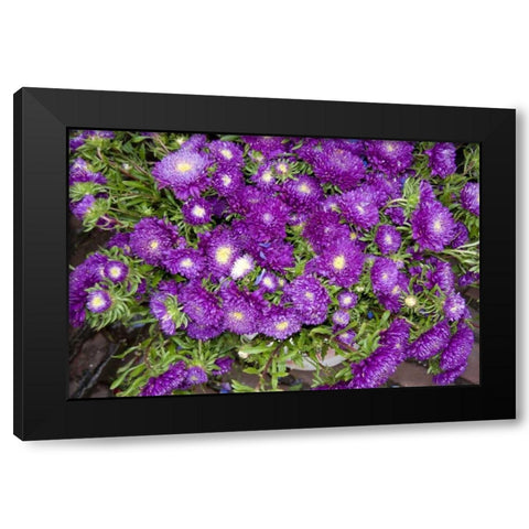 Purple Stars I Black Modern Wood Framed Art Print by Love, Maureen