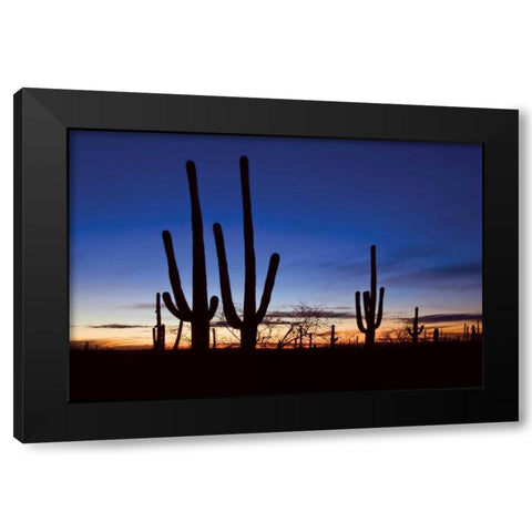 Classic Saguaro Sunset II Black Modern Wood Framed Art Print with Double Matting by Malvin, Larry