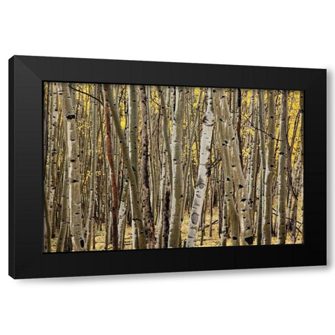Aspen Grove I Black Modern Wood Framed Art Print with Double Matting by Malvin, Larry