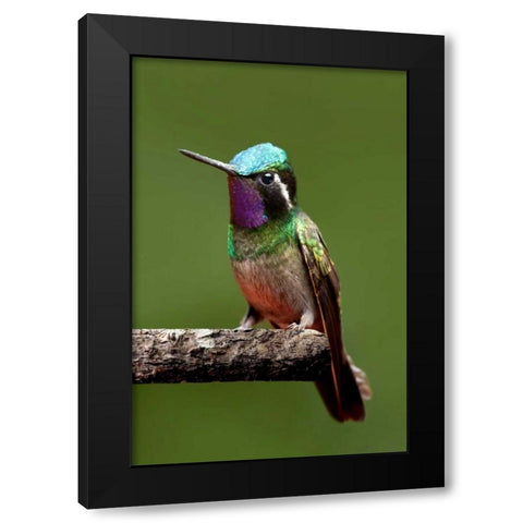 Hummingbird VI Black Modern Wood Framed Art Print with Double Matting by Malvin, Larry