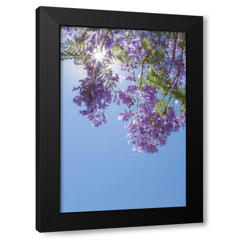 Jacaranda Tree I Black Modern Wood Framed Art Print by Mahan, Kathy