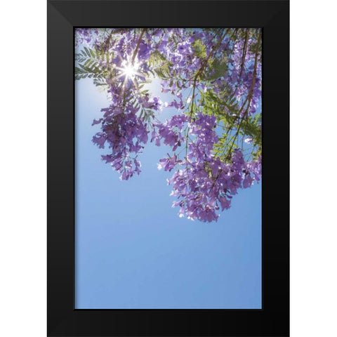 Jacaranda Tree I Black Modern Wood Framed Art Print by Mahan, Kathy