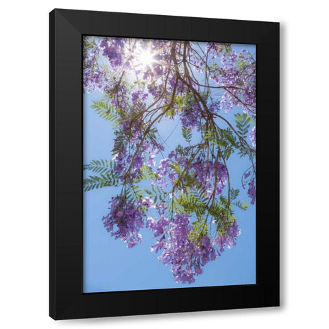 Jacaranda Tree II Black Modern Wood Framed Art Print with Double Matting by Mahan, Kathy