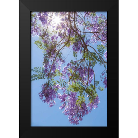 Jacaranda Tree II Black Modern Wood Framed Art Print by Mahan, Kathy