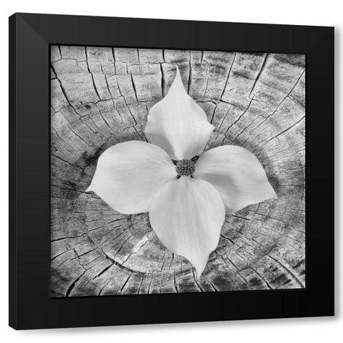 Bloom I Black Modern Wood Framed Art Print by Mahan, Kathy