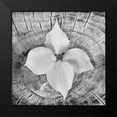 Bloom I Black Modern Wood Framed Art Print by Mahan, Kathy