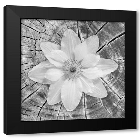 Bloom II Black Modern Wood Framed Art Print with Double Matting by Mahan, Kathy