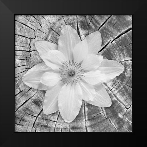 Bloom II Black Modern Wood Framed Art Print by Mahan, Kathy