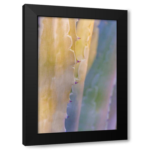 Agave II Black Modern Wood Framed Art Print with Double Matting by Mahan, Kathy
