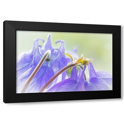 Columbine Flowers II Black Modern Wood Framed Art Print by Mahan, Kathy