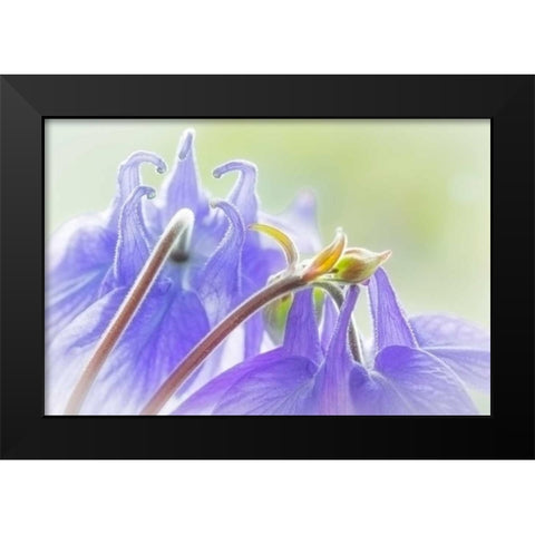 Columbine Flowers II Black Modern Wood Framed Art Print by Mahan, Kathy